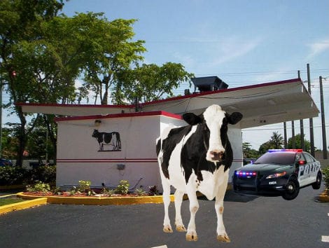 Escaped Cow Arrested After Robbing Farm Stores