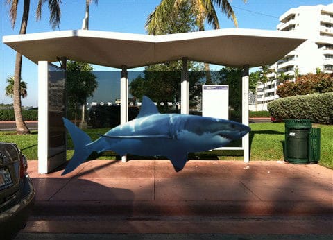 Shark Takes Miami Beach Trolley, Says Beach Water "Too Poopy" To Swim