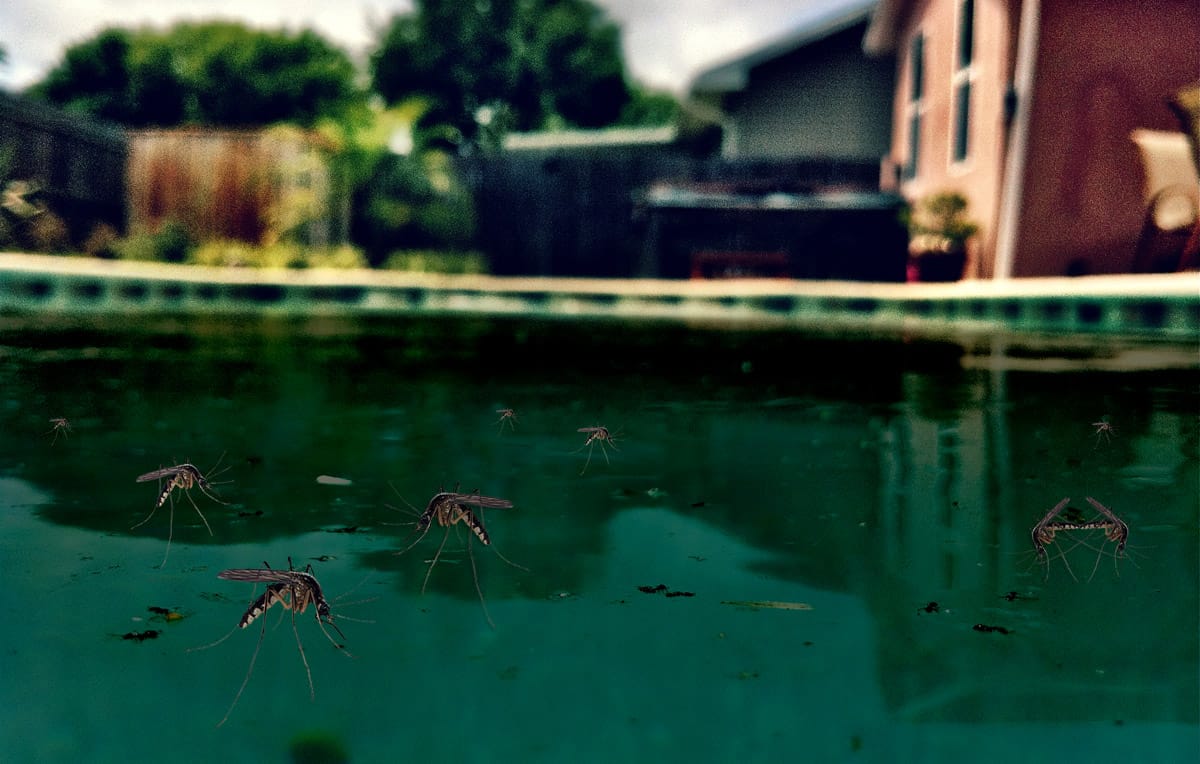 Homestead Man Vows to Clean His Zika-Infested Swimming Pool Someday